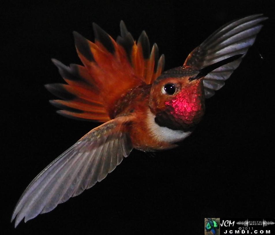 Hummingbird photo captured from Robo-Cam Motion Detection at JCMDI.COM
